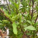 Mini nektárinka nízkokmenná (Prunus Nucipersica ) ´GARDEN BEAUTY´ - stredne skorá, výška 80-90cm, obvod kmeňa 4/6 cm, kont.C5L 